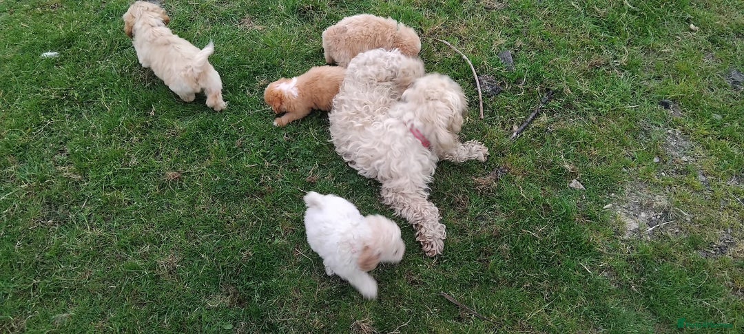 Cockapoo dogs for sale: 💖Beautiful F2B Cockerpoos 💖 - Image 4