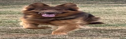 German Shepherd dogs for stud: PROVEN MASSIVE LIVER AND TAN GERMAN SHEPHERD STUD! in Romford - Advert 2