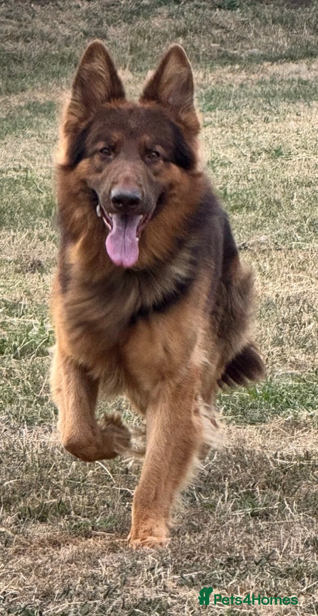 German Shepherd dogs for stud: PROVEN MASSIVE LIVER AND TAN GERMAN SHEPHERD STUD! in Romford - Advert 2