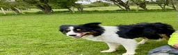 Border Collie dogs for sale: Border Collie Puppies (Sold) - Advert 14