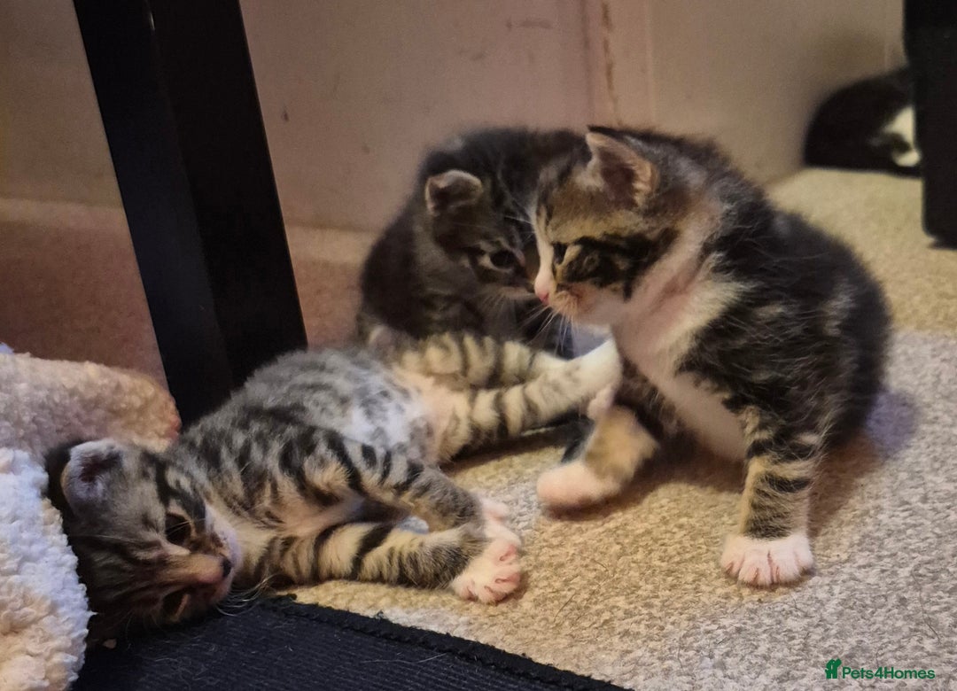 Mixed Breed cats for sale: Gorgeous Tabby x Tuxedo male kitten  - Image 7