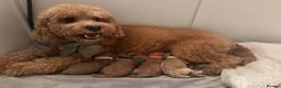 Cavapoo dogs for sale: Beautiful F2 Cavapoo Puppies  in Weybridge - Advert 1