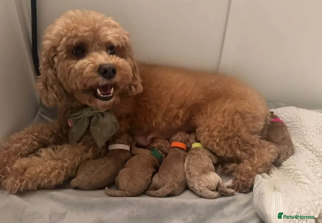 Cavapoo dogs for sale: Beautiful F2 Cavapoo Puppies  in Weybridge - Advert 1