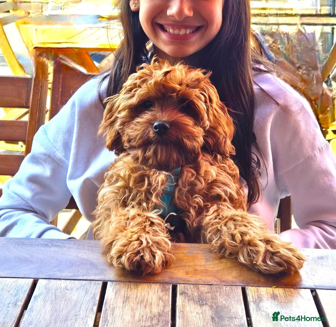 Cavapoo dogs for sale: Welcome to Cotswold Cavapoos - Advert 36