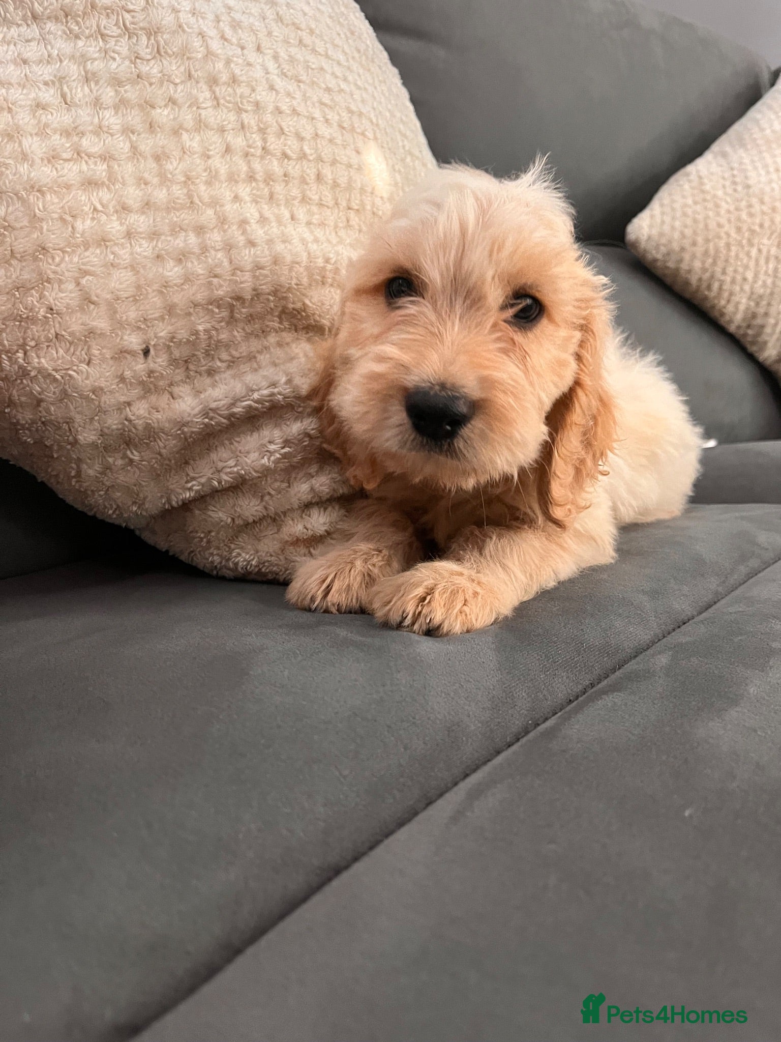 Cockapoo dogs BEAUTIFUL COCKAPOO PUPPIES READY NOW - Advert 12