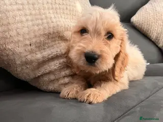 Cockapoo dogs BEAUTIFUL COCKAPOO PUPPIES READY NOW - Advert 12