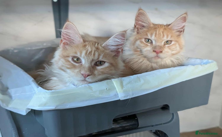 Maine Coon cats - Advert 4