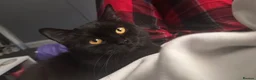 British Shorthair cats for sale: Black British Shorty hair (Zelda) for Sale in Manchester - Advert 5