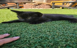 Mixed Breed cats for sale: Kittens  - Image 2