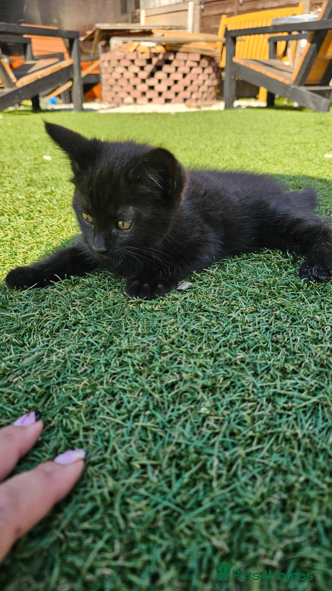 Mixed Breed cats for sale: Kittens  - Image 2
