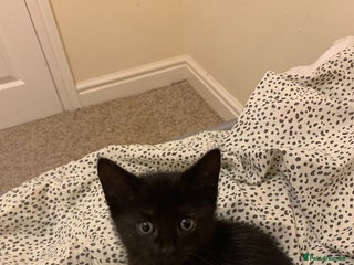 Mixed Breed cats for sale - Advert 1