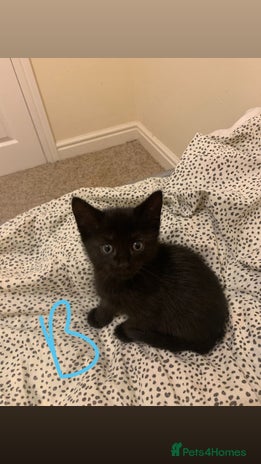 Mixed Breed cats - Advert 3