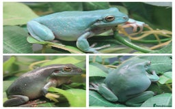 Frog reptiles for sale: Trio of White’s Tree Frogs - Image 1