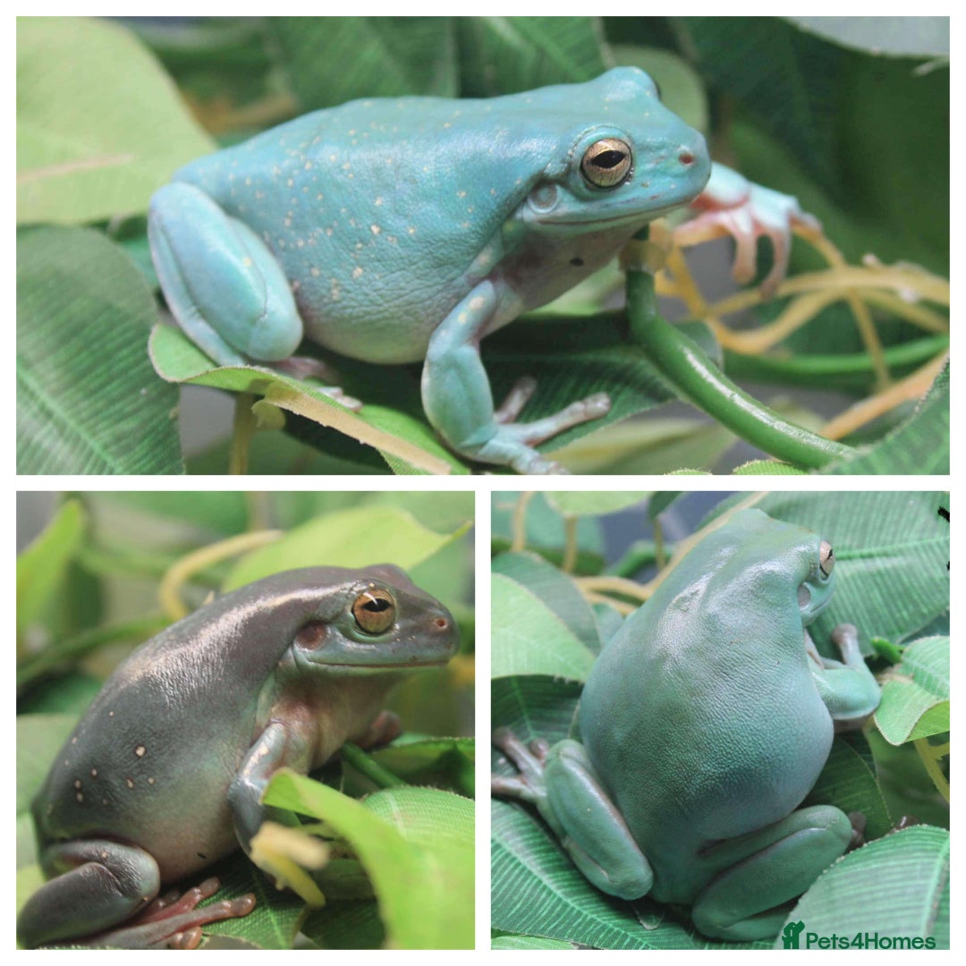 Frog reptiles for sale: Trio of White’s Tree Frogs - Image 1