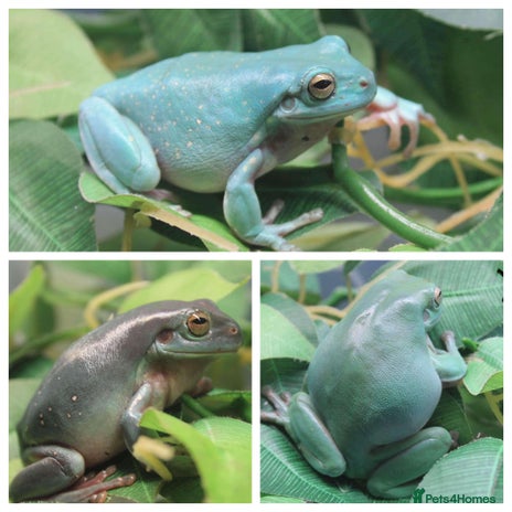 Frog reptiles - Advert 1