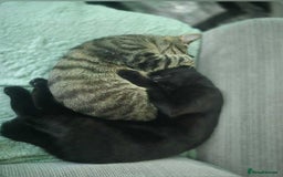 Mixed Breed cats for sale: Cobie , shadows and milo need their forever home  - Image 8