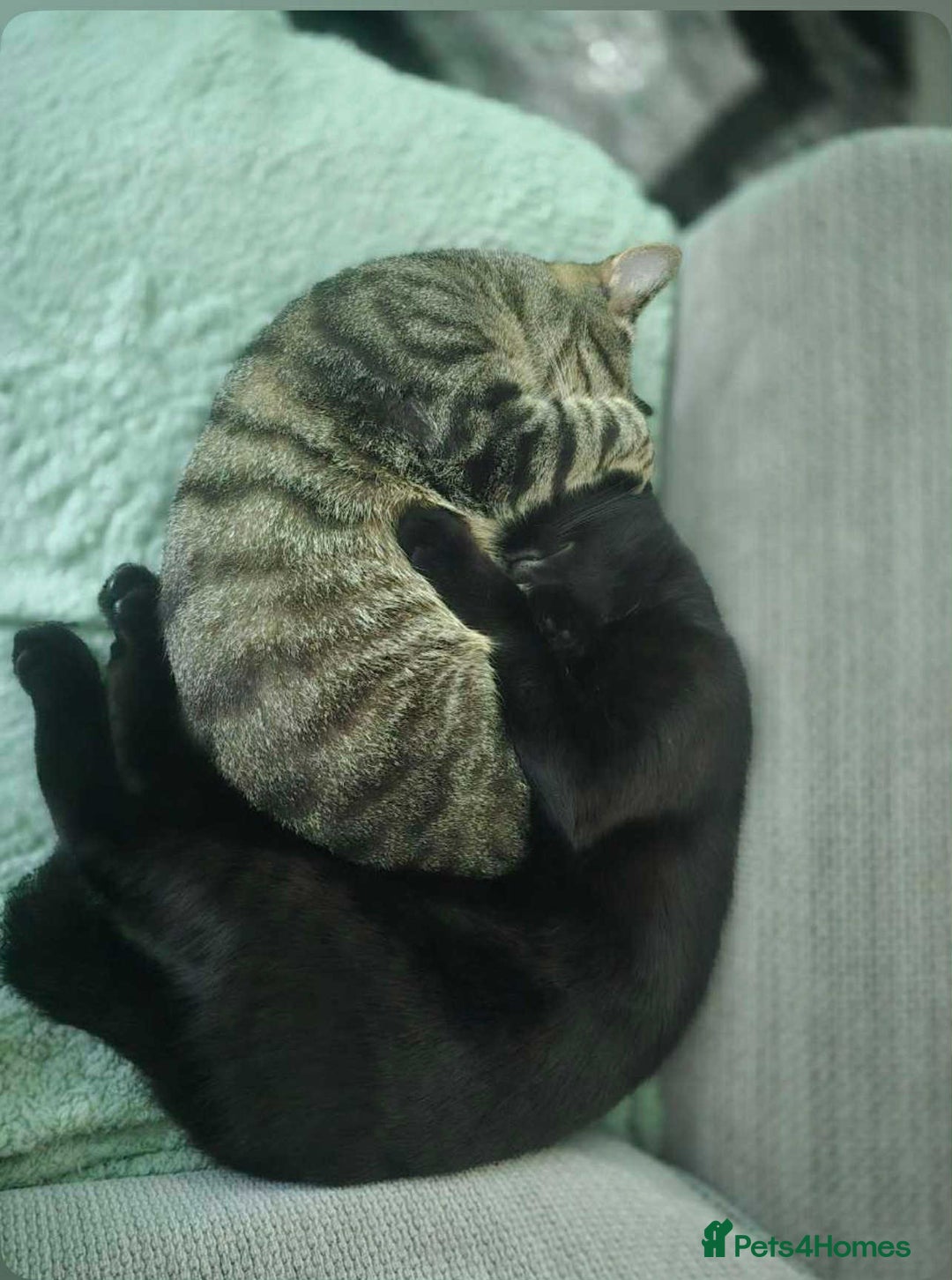 Mixed Breed cats for sale: Cobie , shadows and milo need their forever home  - Image 8