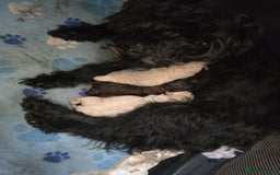 Mixed Breed dogs for sale: Crestepoo puppies  - Image 6
