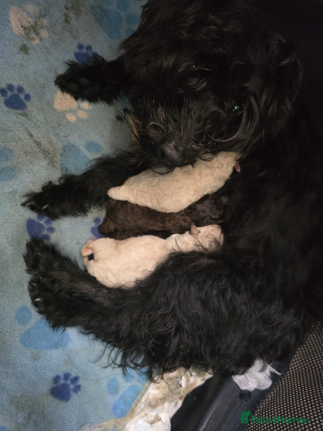 Mixed Breed dogs for sale: Crestepoo puppies  - Image 6