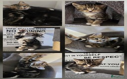 Mixed Breed cats for sale: Sweet little Girls - Image 1