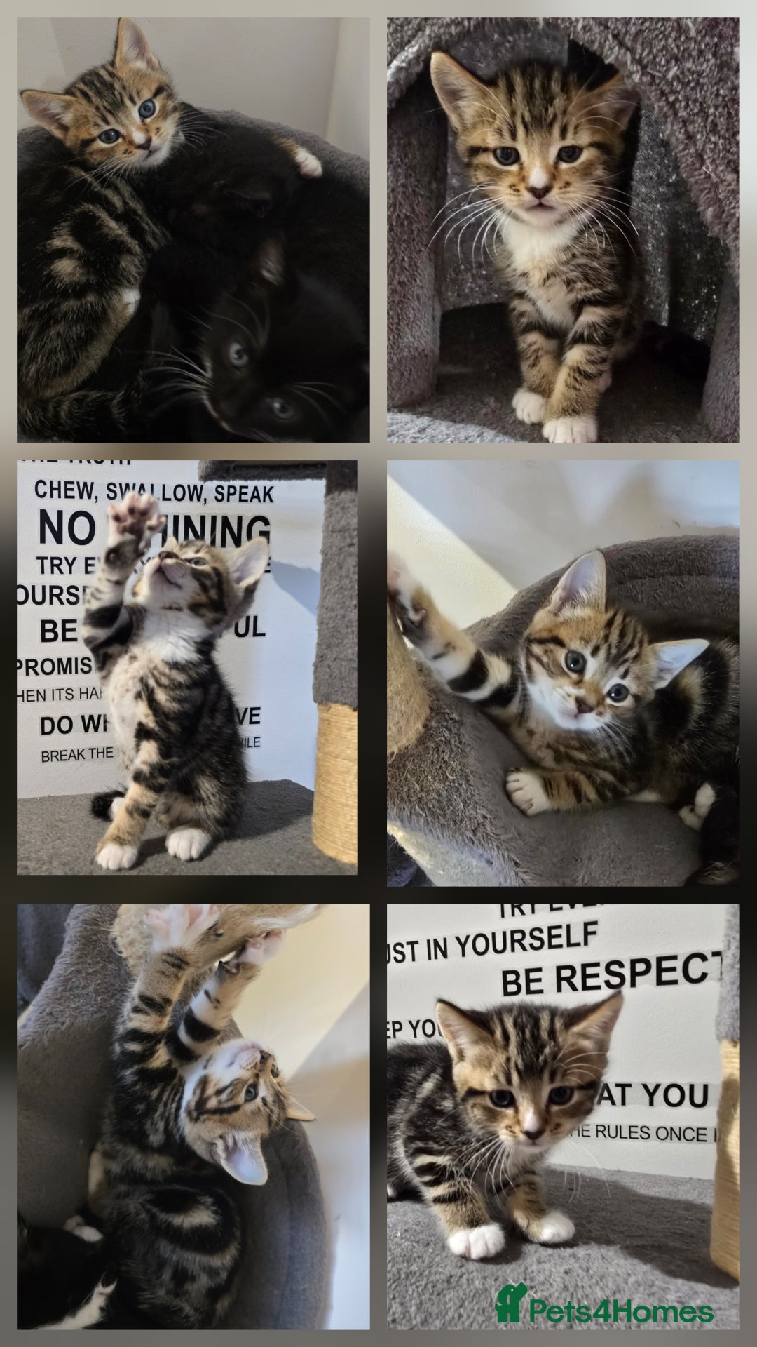 Mixed Breed cats for sale: Sweet little Girls - Image 1