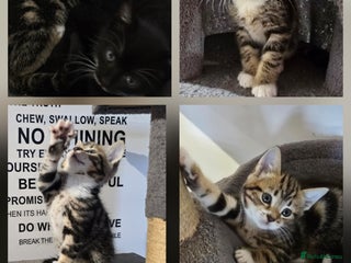 Mixed Breed cats - Advert 10