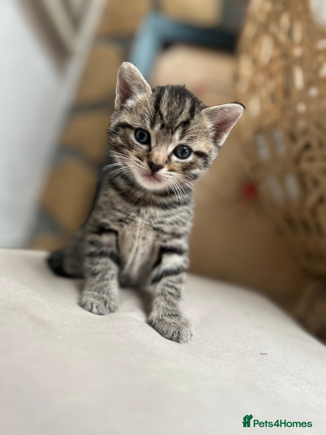 British Shorthair cats for sale: 4 kittens  - Image 7