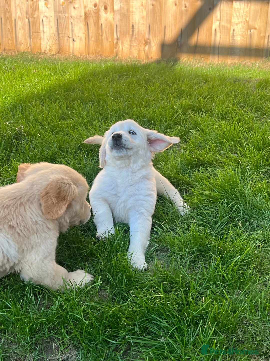 Golden Retriever dogs for sale: Teddy Bear Goldies - Image 23