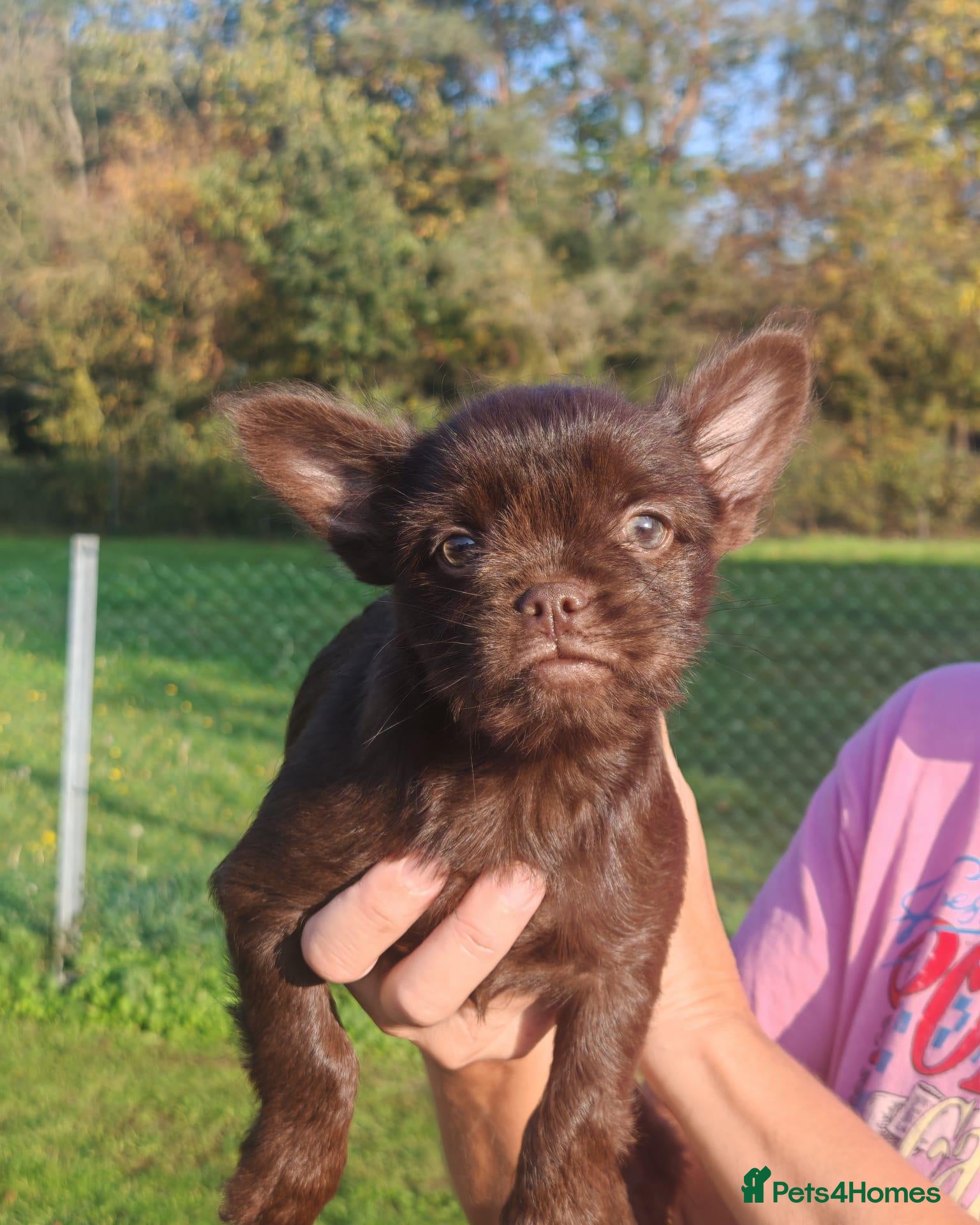 French Bulldog dogs for sale: French Bulldog Cross Affenpinscher - Advert 2