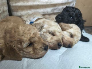 Toy Poodle dogs Toy poodle pups - Advert 2