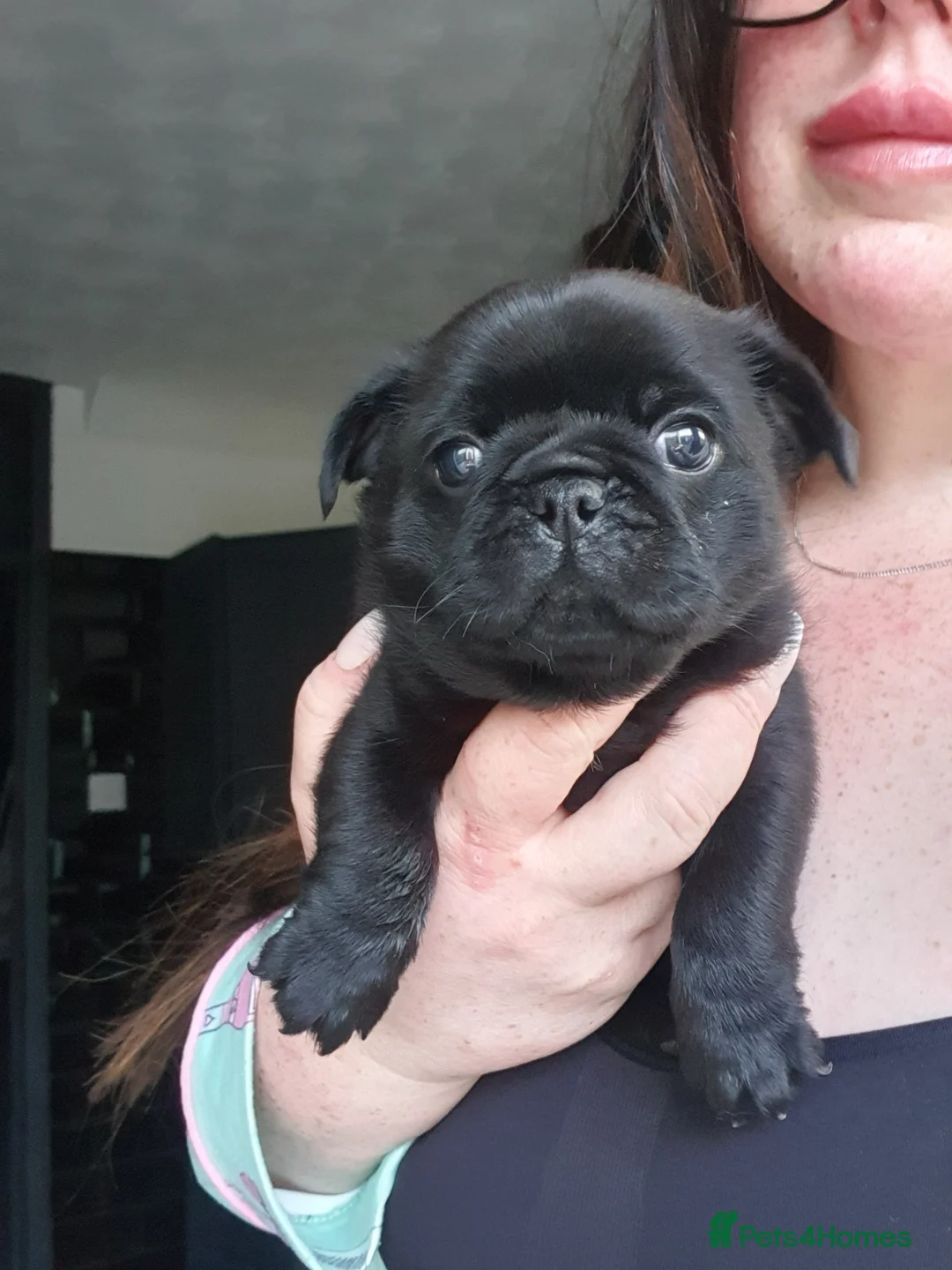 Pug dogs for sale: Pug puppies - Advert 6