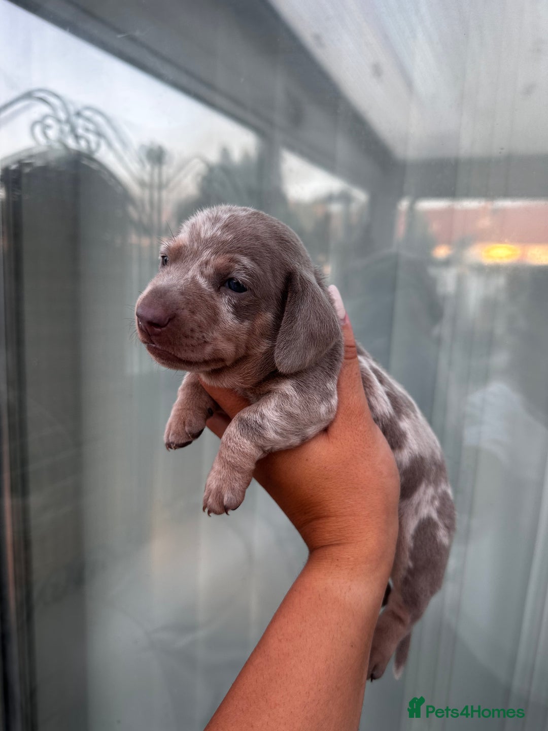 Miniature Dachshund dogs for sale: Isabella and tan dapple miniature dachshunds - Image 12