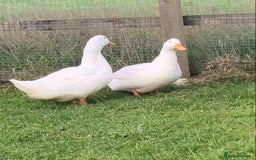 Ducks poultry for sale: Aylesbury duck  - Image 2