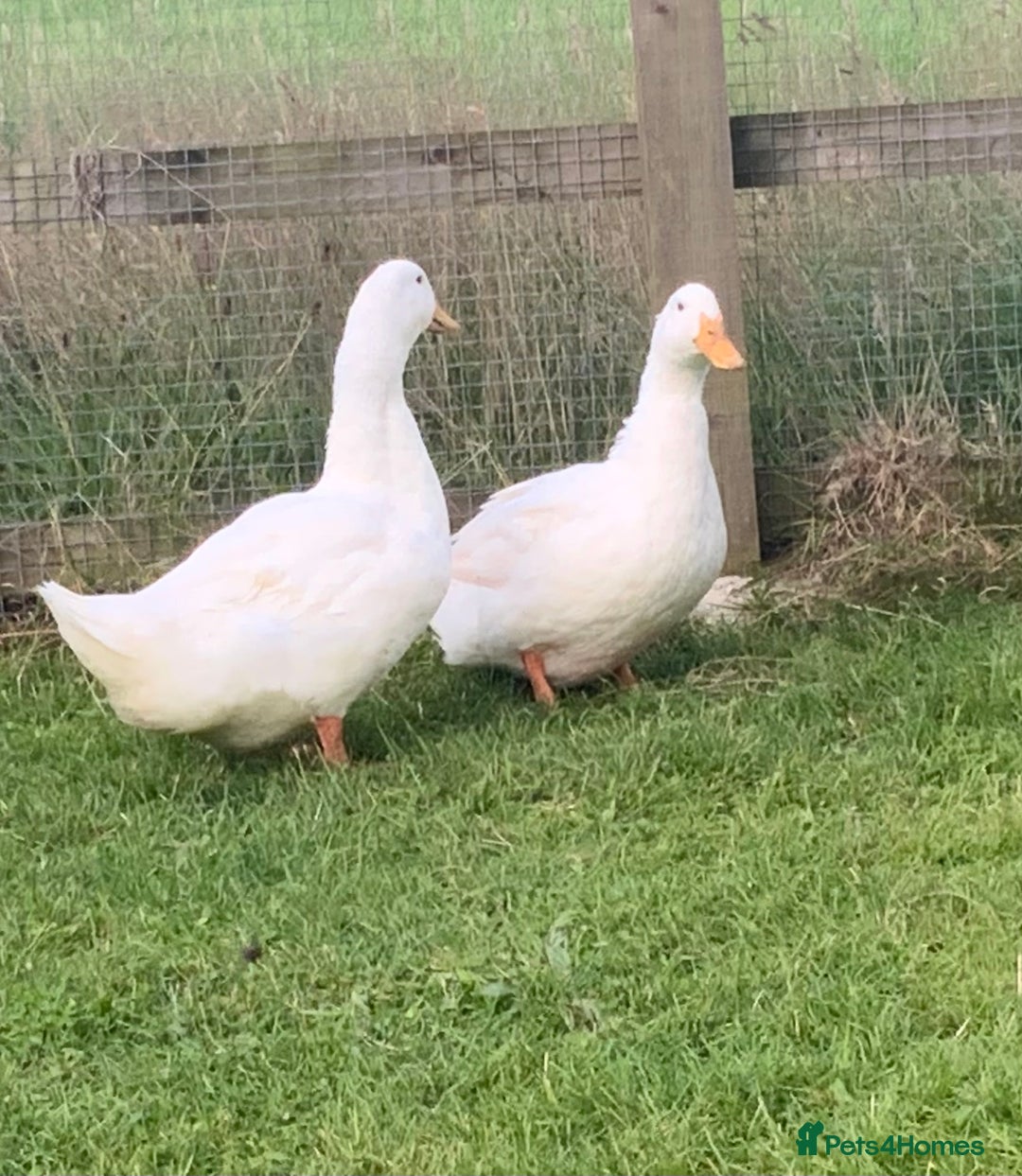 Ducks poultry for sale: Aylesbury duck  - Image 2