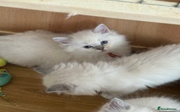 Ragdoll cats for sale: Gccf registered ragdoll kittens  - Image 17