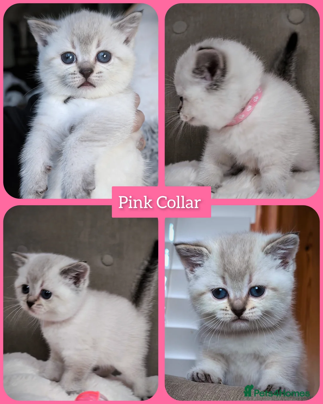 British Shorthair cats for sale: BSH 🩷🩵 READY to RESERVE  - Advert 3