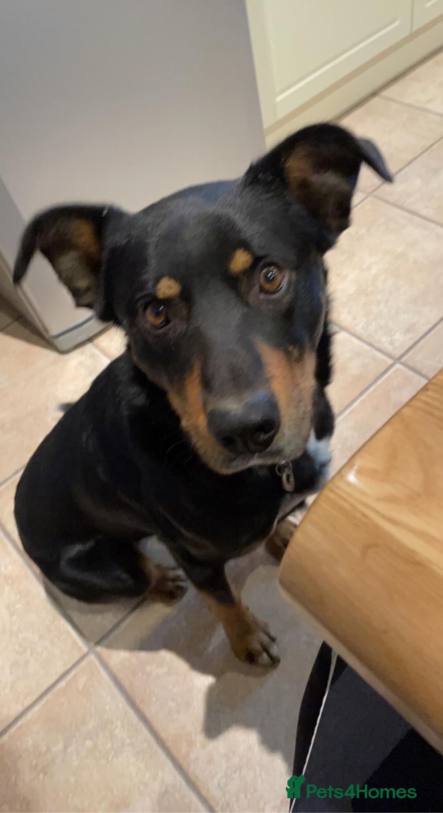 Mixed Breed dogs Huntaway x Welsh collie  - Advert 5