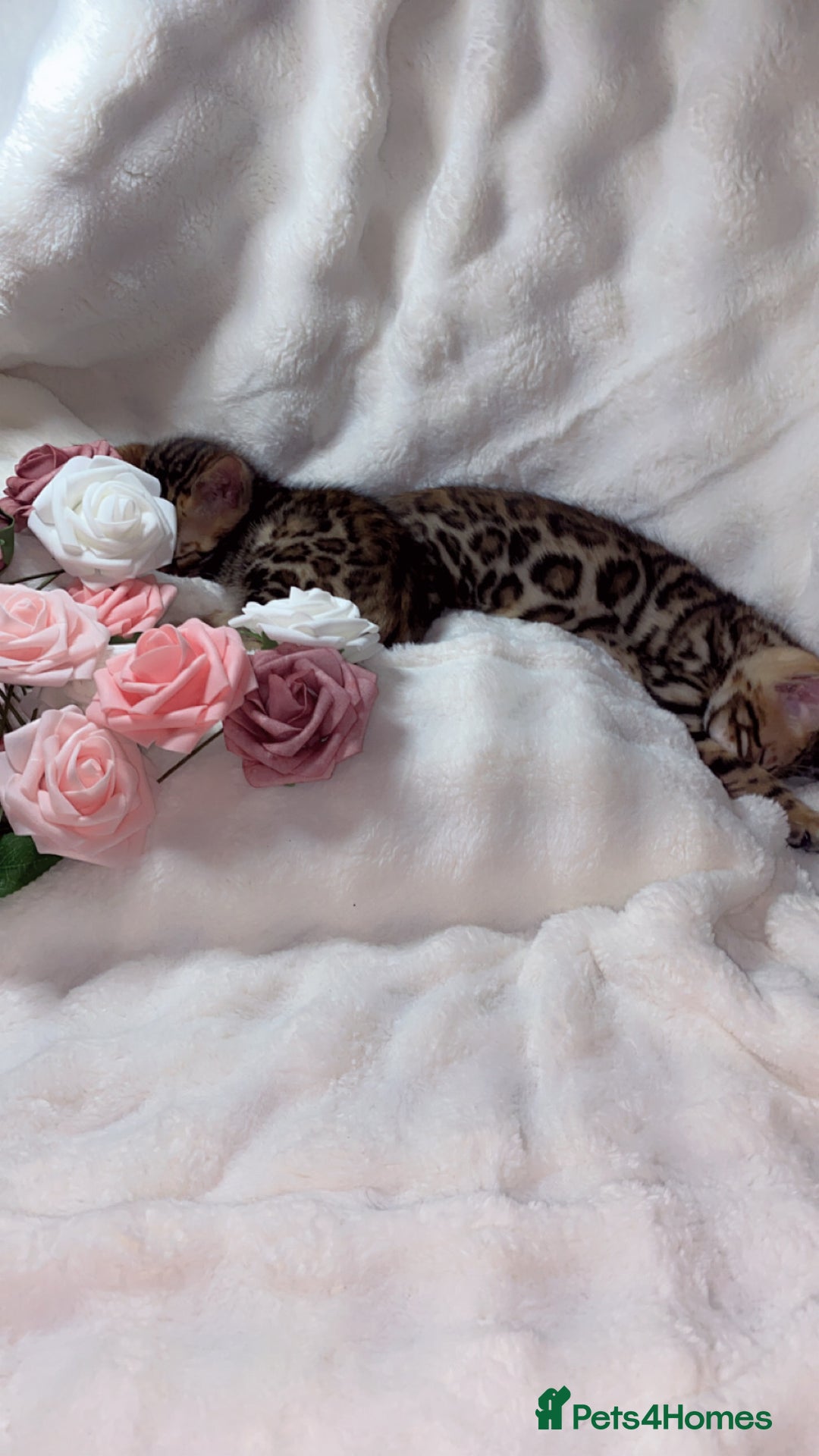 Bengal cats for sale: 2 Female Pure Bengals Ready For A New Home 🏡 - Advert 5