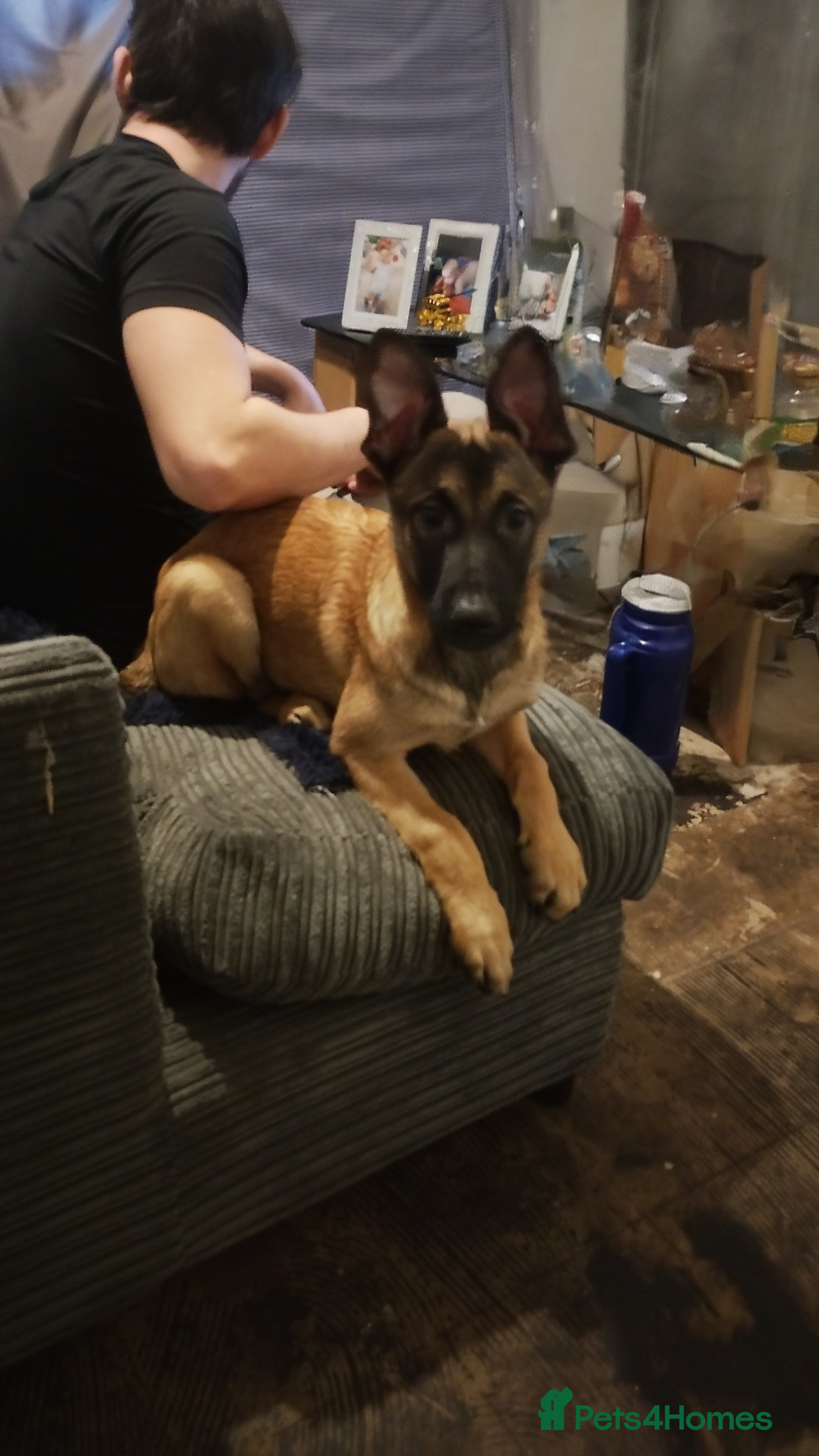 Belgian Shepherd Dog dogs Belgium malli  - Advert 15