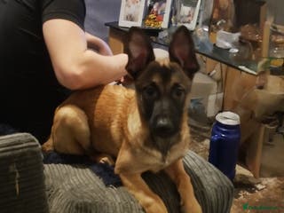 Belgian Shepherd Dog dogs Belgium malli - Advert 15