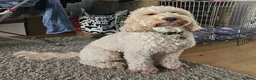 Cockapoo dogs for stud: F1 Cockapoo For Stud in Motherwell - Advert 8