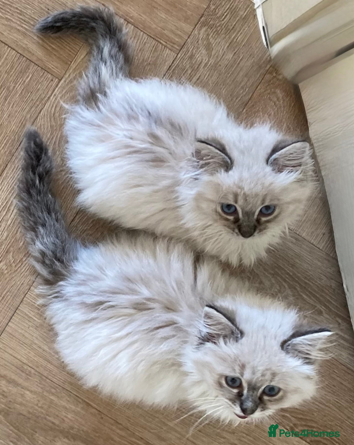 Ragdoll cats for sale: Beautiful fluffy Ragdoll kittens - Advert 1
