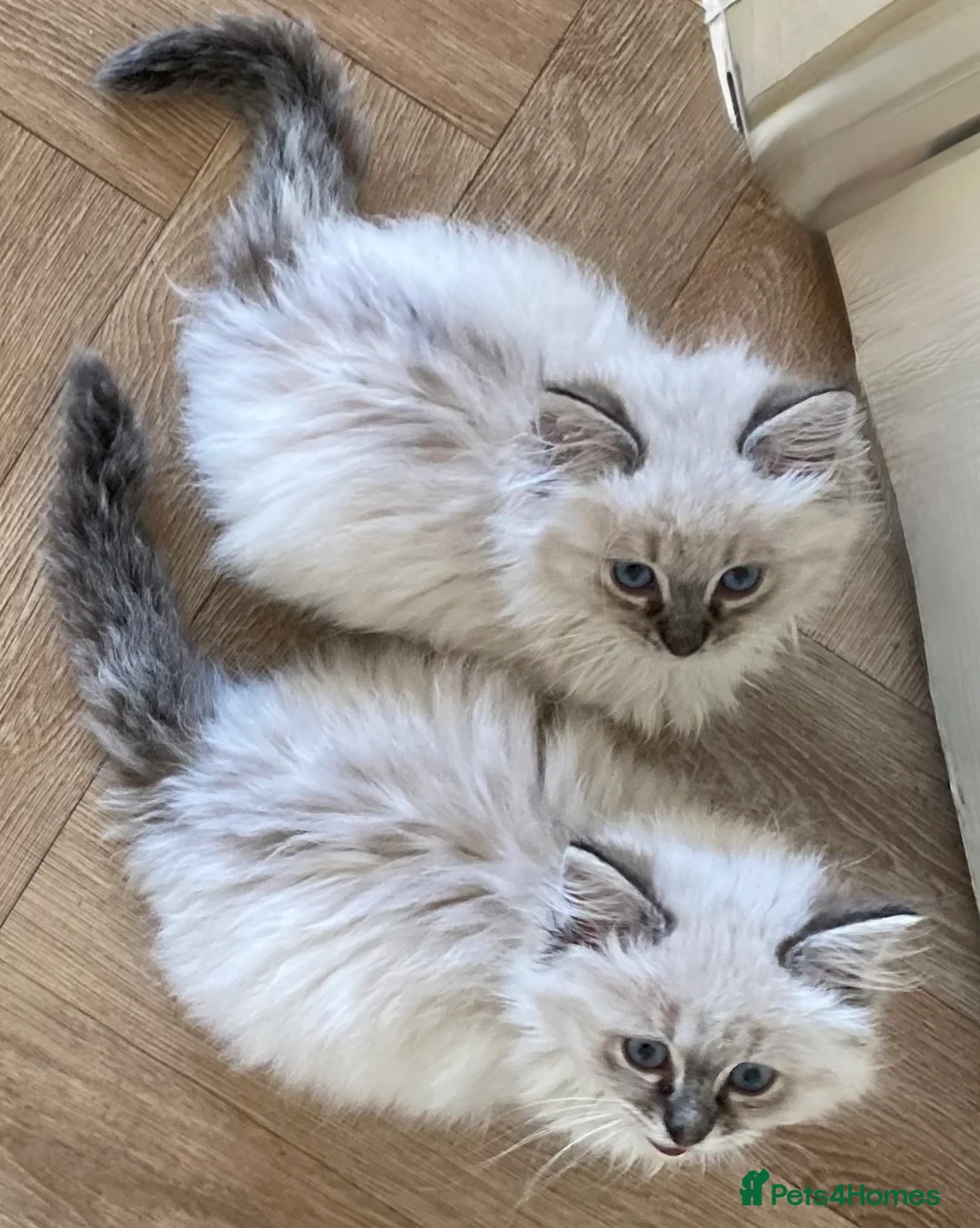 Ragdoll cats for sale: Beautiful fluffy Ragdoll kittens - Advert 1