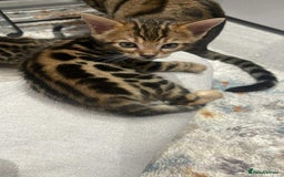 Bengal cats for sale: Bengal  - Image 6