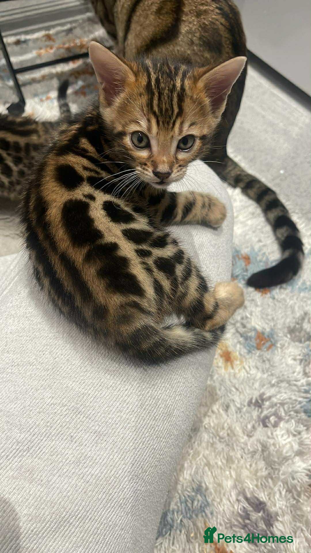 Bengal cats for sale: Bengal  - Image 6