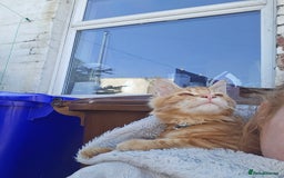 Maine Coon cats for sale: Male main coon - Image 11