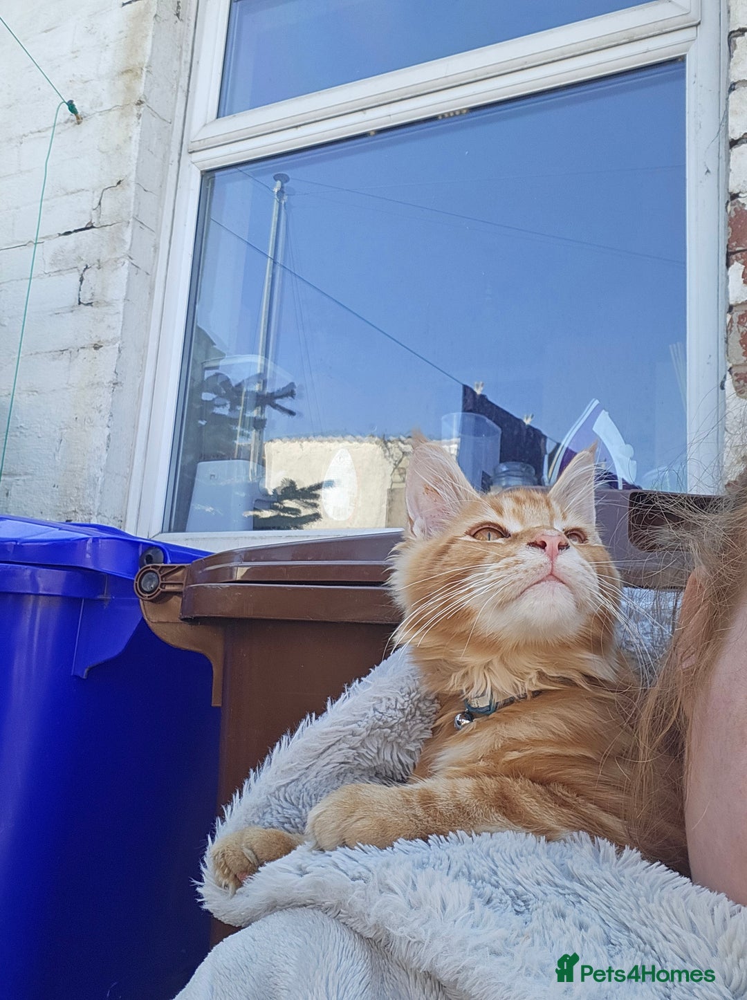 Maine Coon cats for sale: Male main coon - Image 11