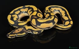 Python Snake reptiles for sale: Royal pythons  - Image 16