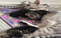 Bengal cats for sale: 🐆Bengal X Kittens 🐈‍⬛  - Image 4