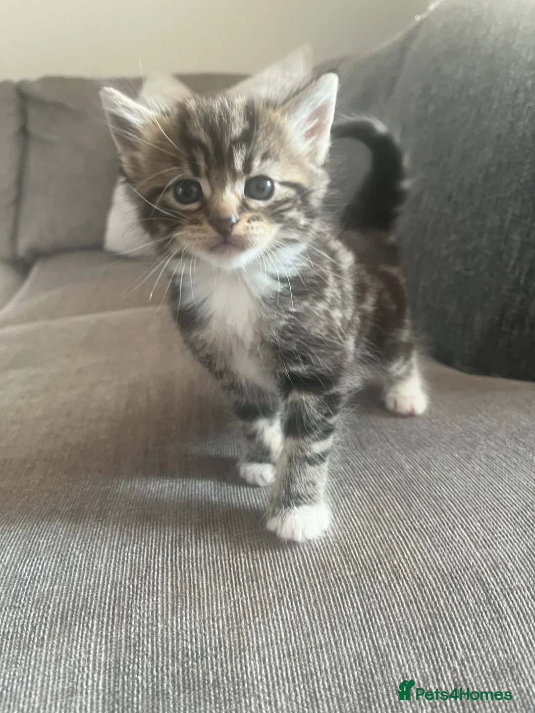 Domestic Shorthair cats for sale: 3 adorable kittens looking for forever homes  - Advert 2